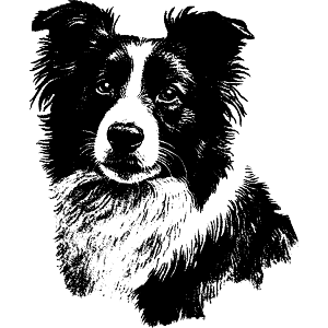 Vintage Border Collie