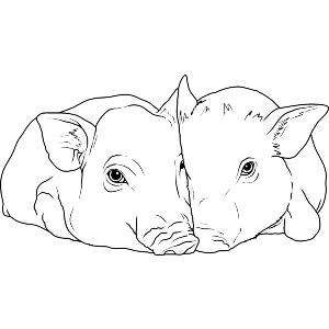 Cuddling Pigs