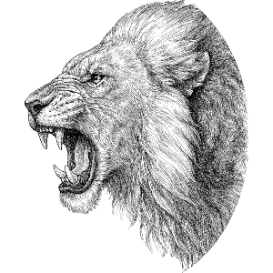 Growling Lion Portrait
