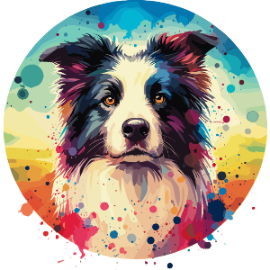 Colourful Border Collie Portrait