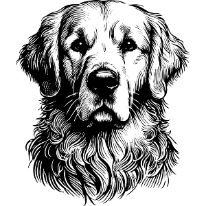 Golden Retriever Dog