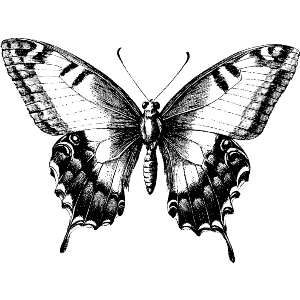 Open Winged Butterfly