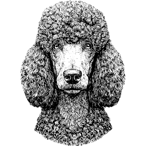 Poodle Portrait
