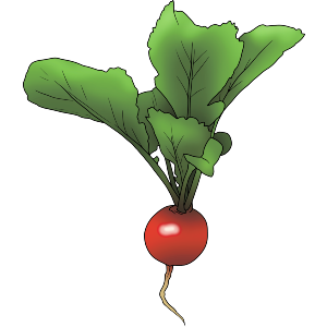 Radish Vegetable