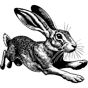 Drawing of a Hare
