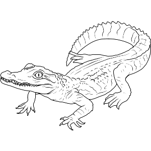 Baby Crocodile