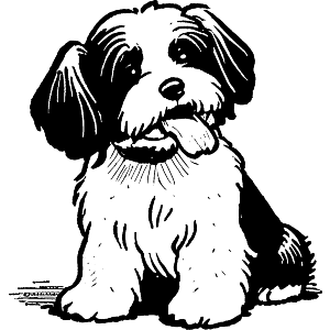 Havanese Dog