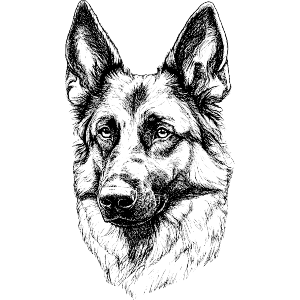 German Shepherd Portrait