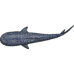 Whale Shark
