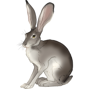 Desert Hare