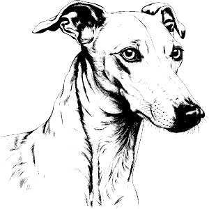 greyhound