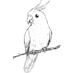 Cute Cockatiel on Branch