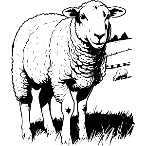 Sheep Grazing In A Pasture