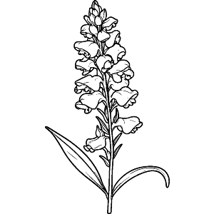 Snapdragon Flower