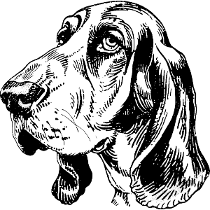 Basset Hound Portrait