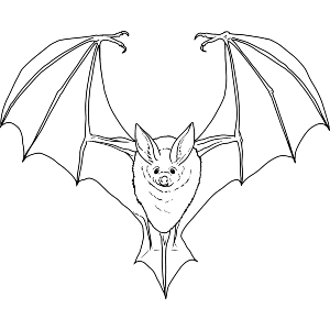 Flying Bat