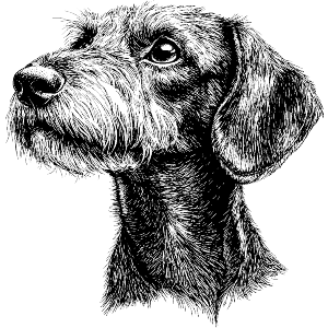 Standard Wire-haired Dachshund