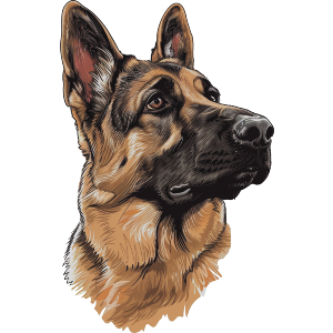 German Shepherd Side View