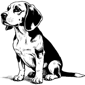 Beagle Sitting