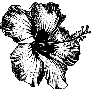 Hibiscus Flower