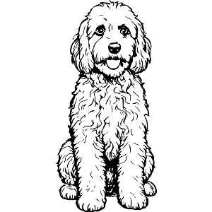 Cockapoo Dog