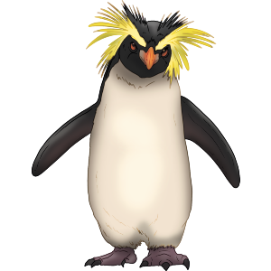 Rockhopper Penguin