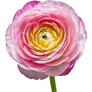 Ranunculus Flower