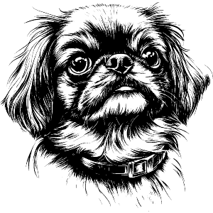 Pekingese Portrait