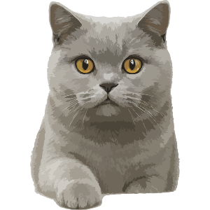 British Shorthair Cat