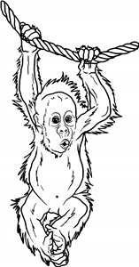 Baby Orangutan