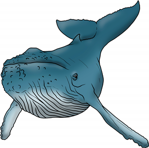 Humpback Whale