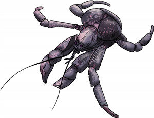 Coconut Crab