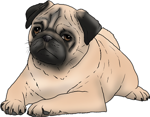 Relaxed Pug Puppy