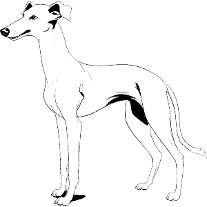 Greyhound