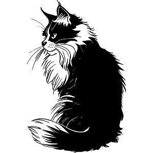 Maine Coon Cat