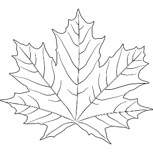 Maple Leaf