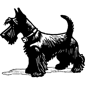 Scottish Terrier