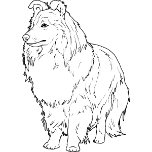 Rough Collie