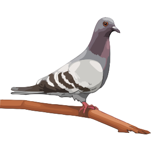 Pigeon on a Branch