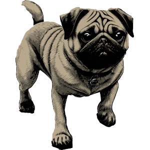 Pug Dog