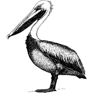 Pelican Side View