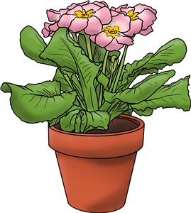Pink Primrose