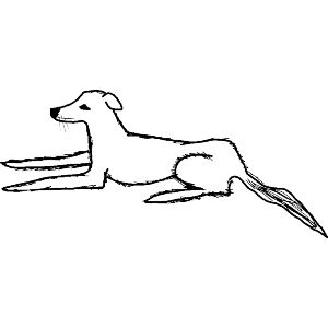 Saluki
