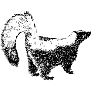 Beautiful Skunk