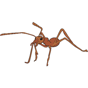 Brown Ant
