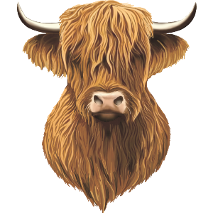 Highland Cow Head