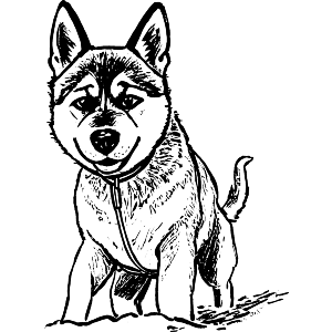 Norwegian Elkhound