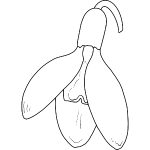 Snowdrop Flower