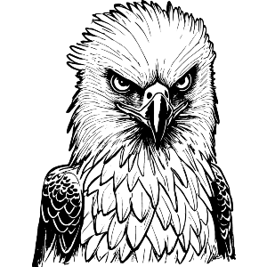 Philippine Eagle