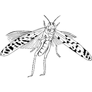 Flying Locust